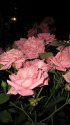 夜中の薔薇