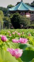 ハスの花咲く不忍池