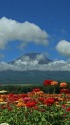 富士山と百日草