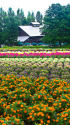 ファーム富田 夏の花園