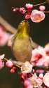 ウメジロー29