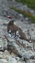 小蓮華山の雄雷鳥