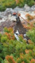 小蓮華山の雄雷鳥2