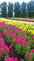 ファーム富田 夏の花園