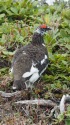 小蓮華山の雄雷鳥3