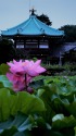 弁天堂と蓮の花