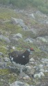 小蓮華山の雄雷鳥