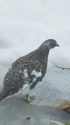 小蓮華山の雄雷鳥4