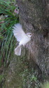 白いシジュウカラ137