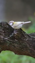 白いシジュウカラ138