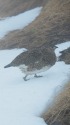白馬岳の雌雷鳥