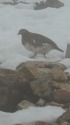 白馬岳の雌雷鳥