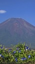 西洋アサガオと富士山