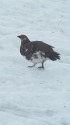 雪面の雄雷鳥