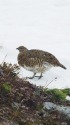 小蓮華山の雌雷鳥4