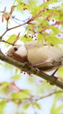 白いシジュウカラ147