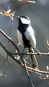 シジュウカラ32
