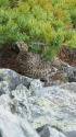蝶ヶ岳の雌雷鳥2