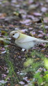白いシジュウカラ149