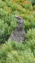 蝶ヶ岳の雄雷鳥3