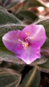 サボテンの花