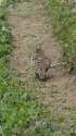 火打山の雌雷鳥