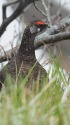 火打山の雄雷鳥3