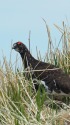 火打山の雄雷鳥4