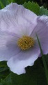 紫の花