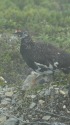 仙丈ヶ岳の雄雷鳥