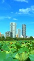 不忍池が...