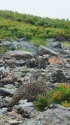 継子岳のママ雷鳥