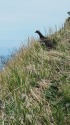 火打山の雄雷鳥5