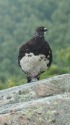 小蓮華山の雄雷鳥2