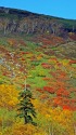 日本一早い紅葉・銀泉台