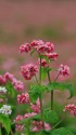 蕎麦の花(高嶺ルビー)
