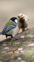 白黒シジュウカラ