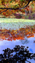 水面に映る紅葉