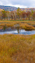 尾瀬ヶ原 秋の池塘