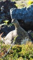 継子岳のママ雷鳥5