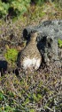 継子岳のママ雷鳥6