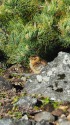 継子岳のチビ雷鳥4