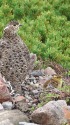 三の池の親子