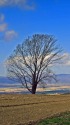 追憶「哲学の木」