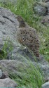 白馬乗鞍岳のママ雷鳥