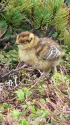 三の池のチビ雷鳥2