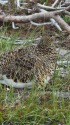 白馬乗鞍岳のママ雷鳥2