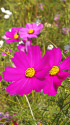コスモス