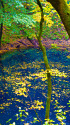 秋の十二湖 青池