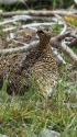白馬乗鞍岳のママ雷鳥3